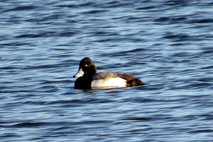 Lesser Scaup