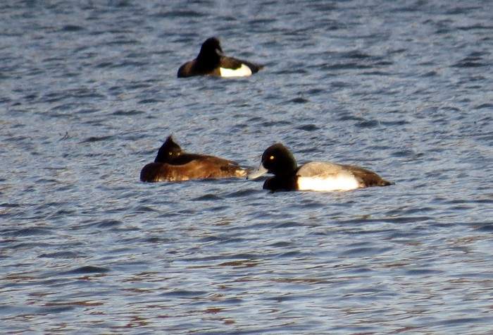 Lesser Scaup
