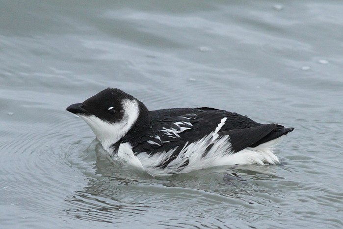 Little Auk