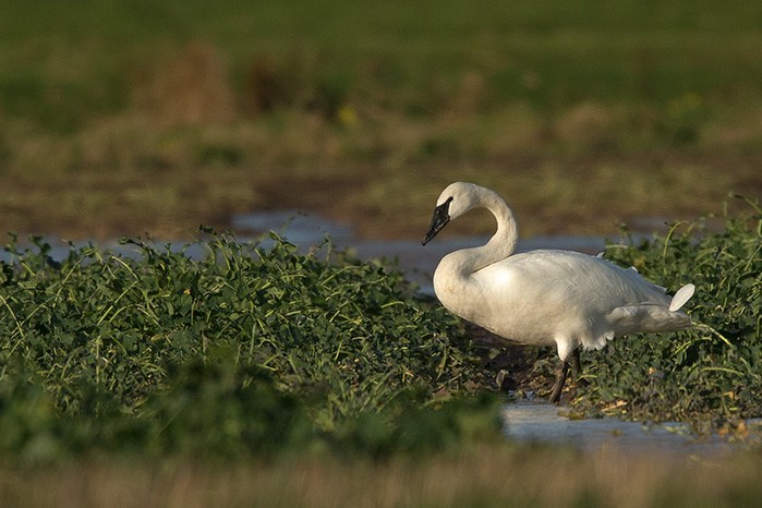 Trumpeter Swan