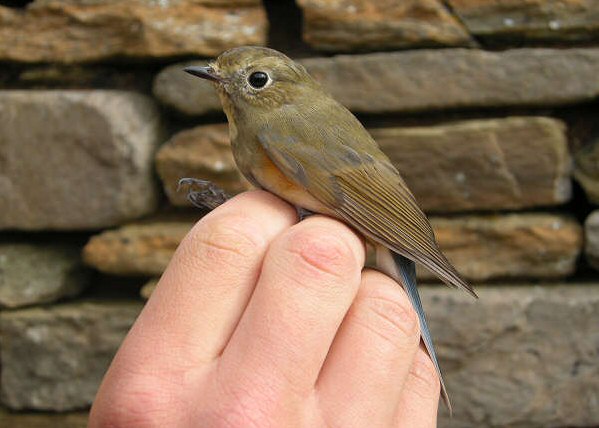 Red-flanked Bluetail