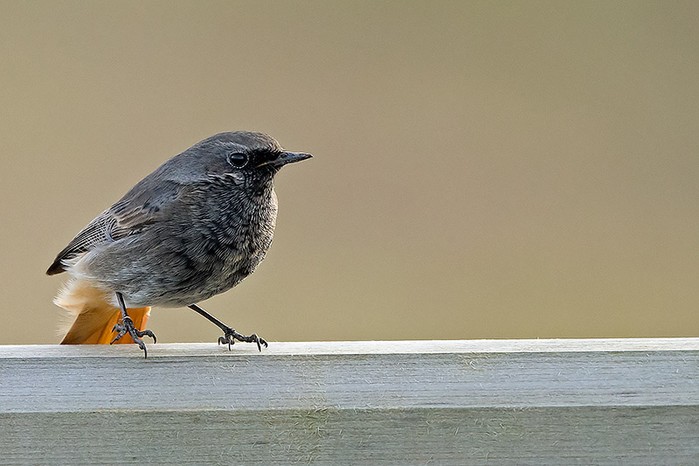 Black Redstart