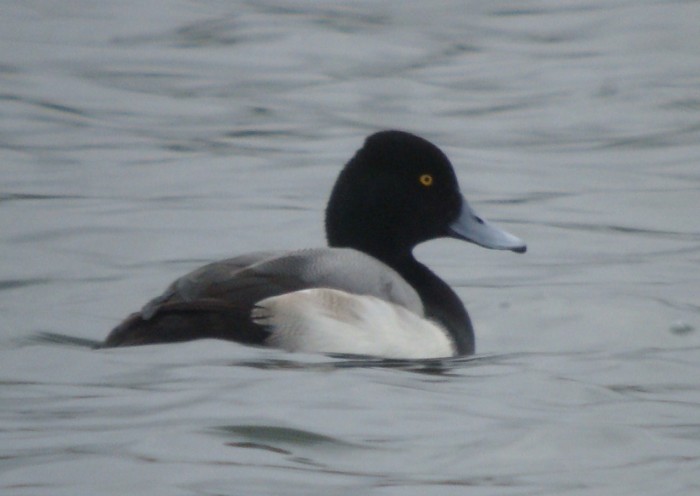 Lesser Scaup