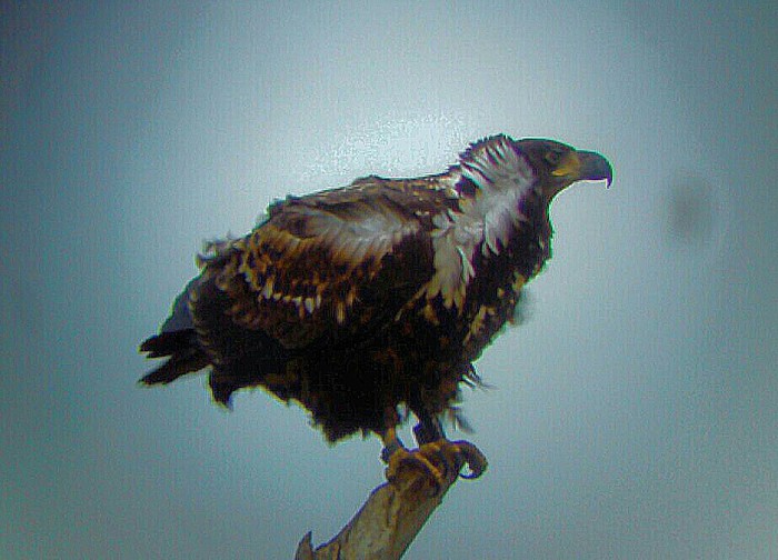 White-tailed Eagle
