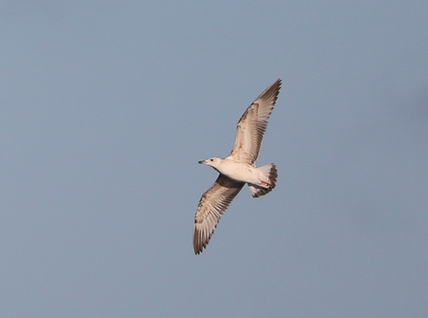 Caspian Gull