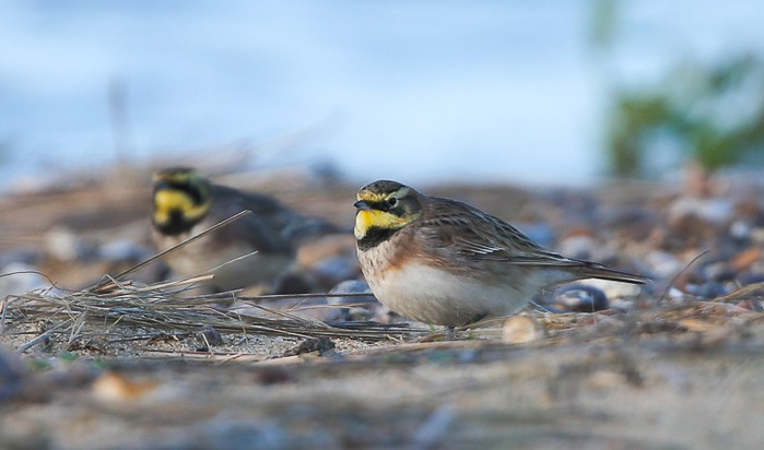 Shorelark
