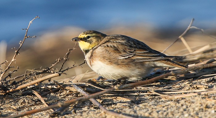 Shorelark