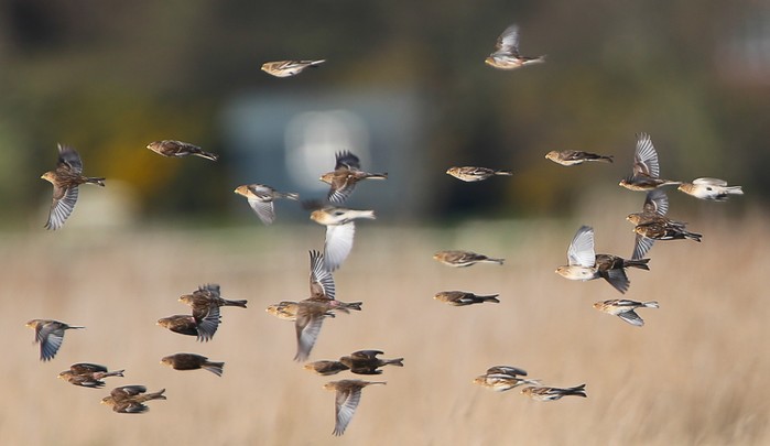 Twite