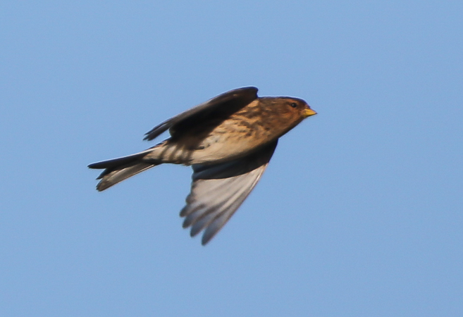 Twite