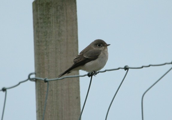 Brown Flycatcher