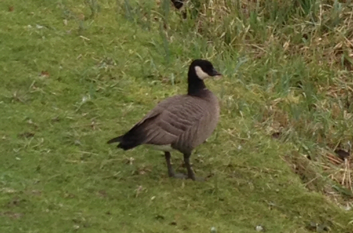 Ridgway's Cackling Goose