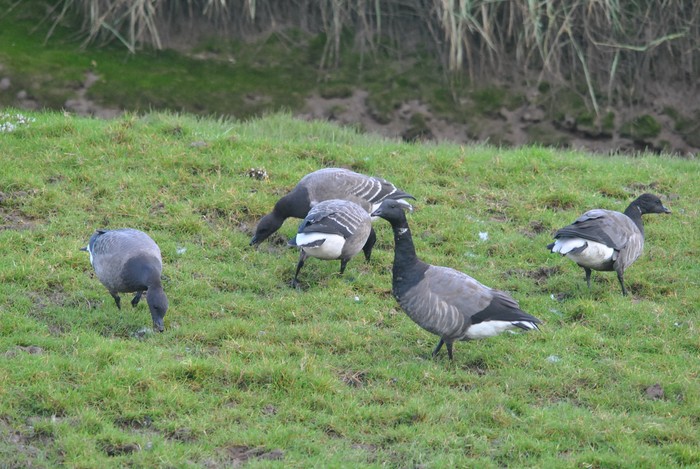 Pale-bellied Brent Goose