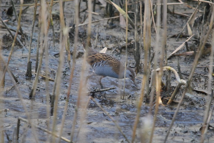 Water Rail