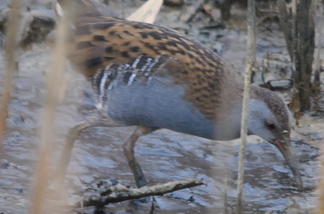 Water Rail