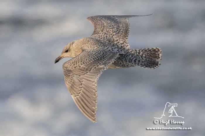 Kumlien's Gull