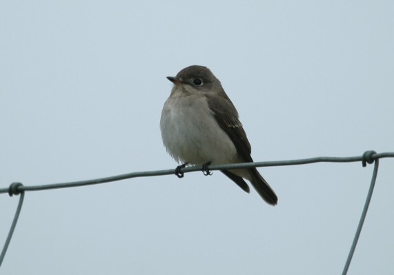 Brown Flycatcher