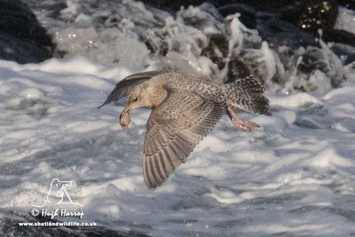 Kumlien's Gull