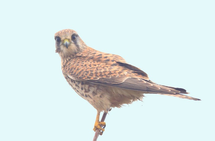 Kestrel