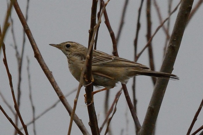 Blyth's Pipit