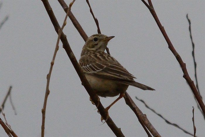 Blyth's Pipit