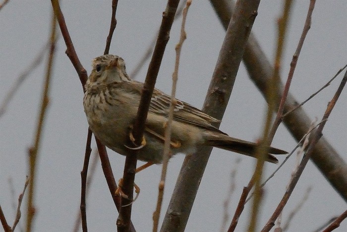 Blyth's Pipit