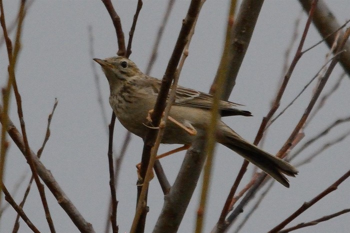 Blyth's Pipit