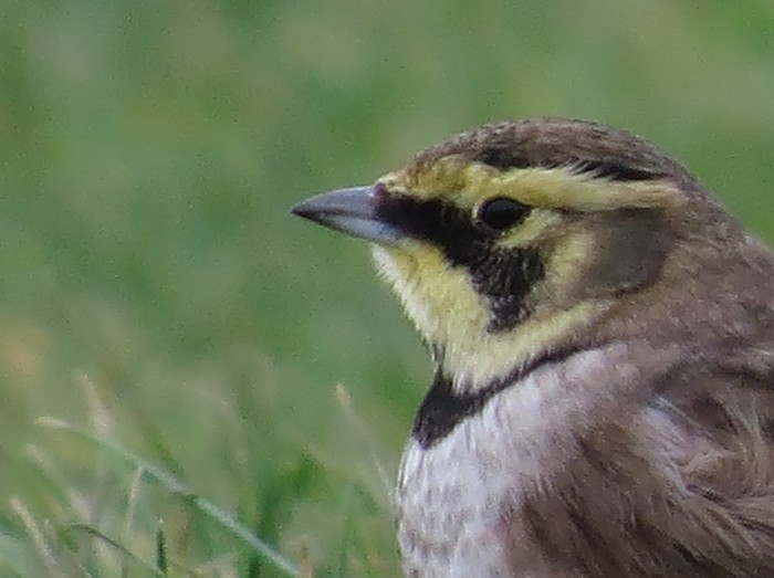 Shorelark