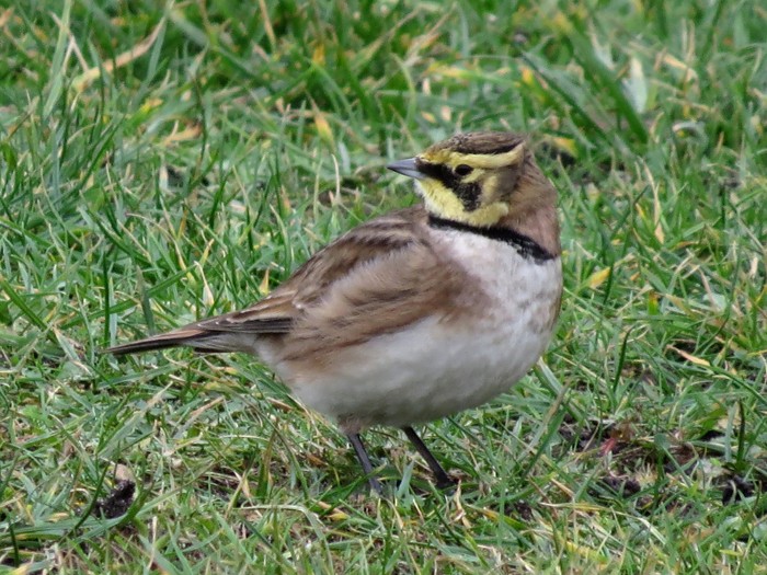 Shorelark
