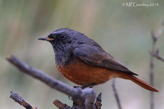 Eastern Black Redstart