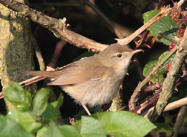 Blyth's Reed Warbler