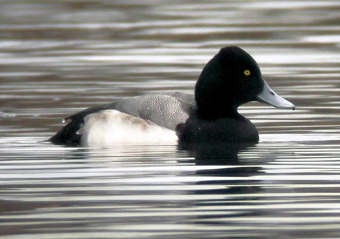 Lesser Scaup