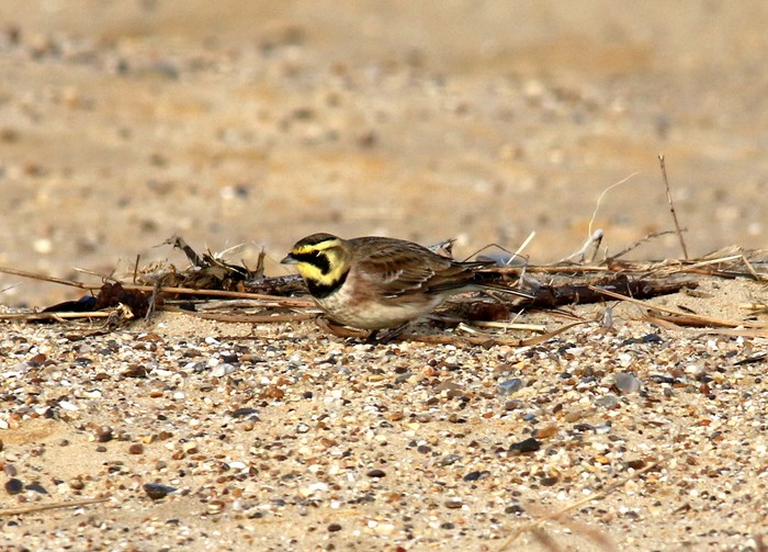 Shorelark