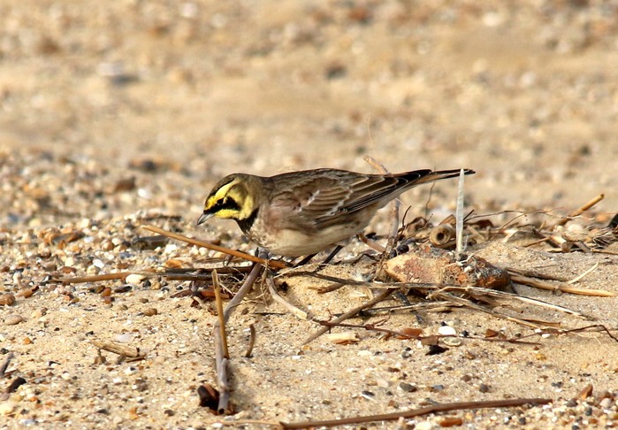 Shorelark