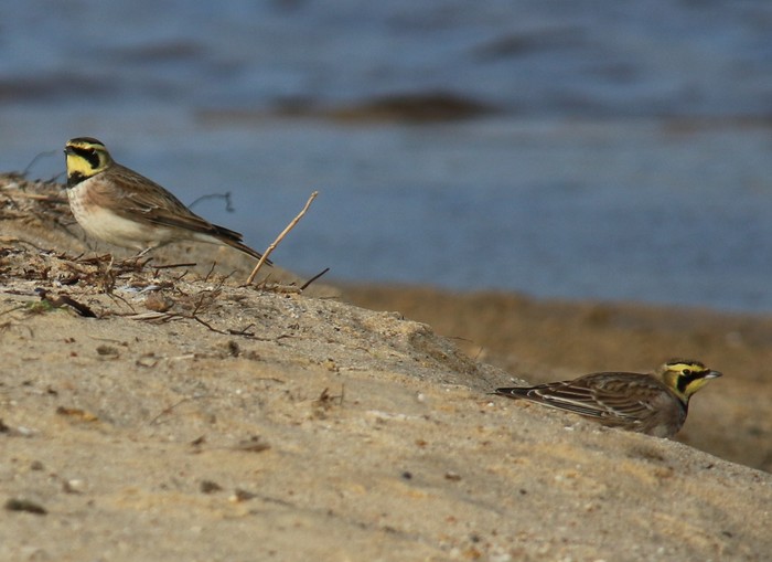 Shorelark