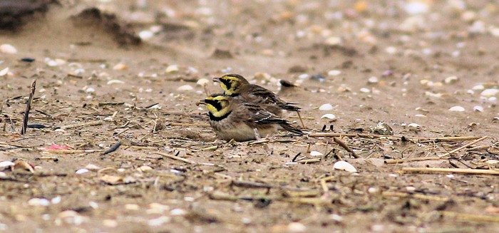 Shorelark