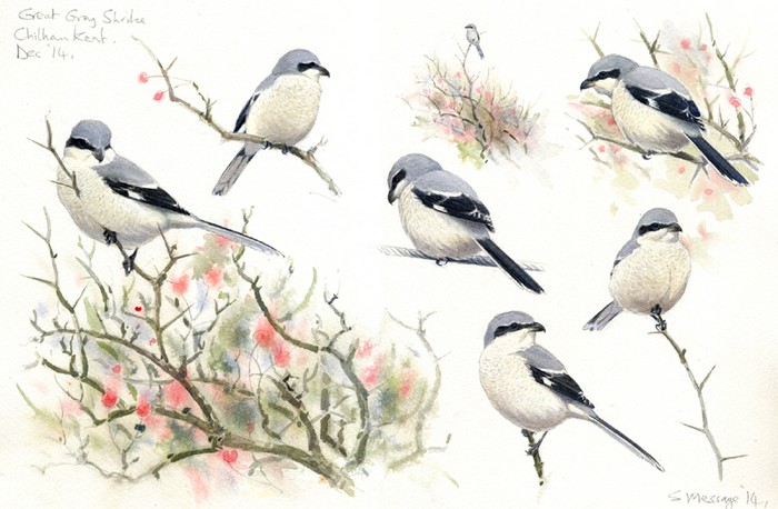 Great Grey Shrike