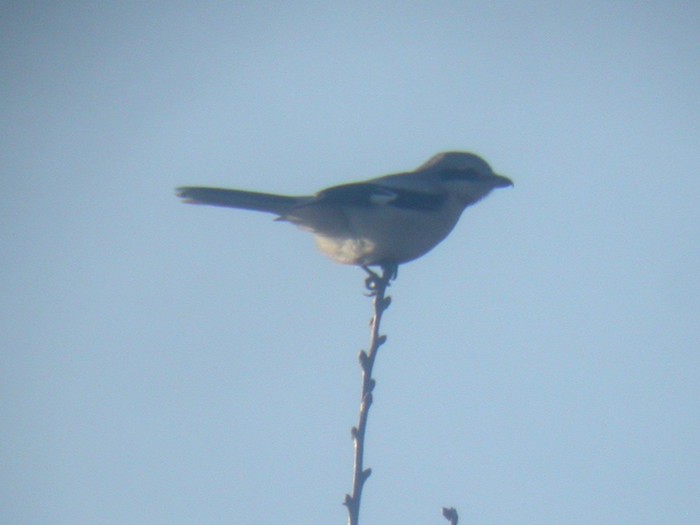 Great Grey Shrike
