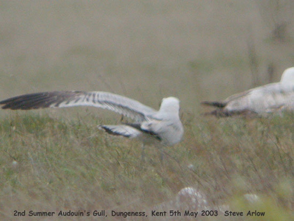 Audouin's Gull