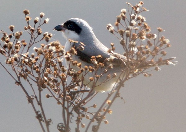 Lesser Grey Shrike
