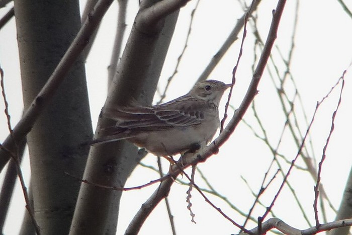 Blyth's Pipit