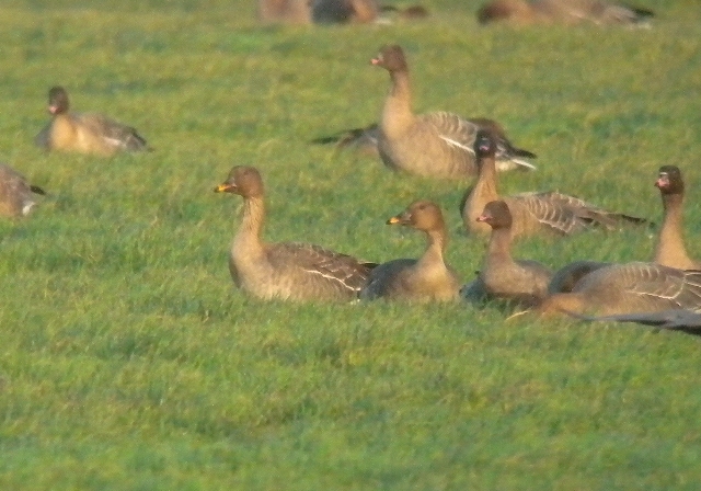 Tundra Bean Goose