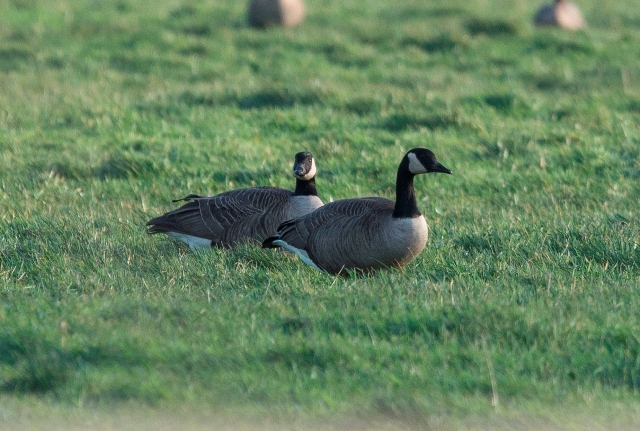 Todd's Canada Goose