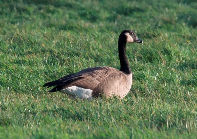 Todd's Canada Goose