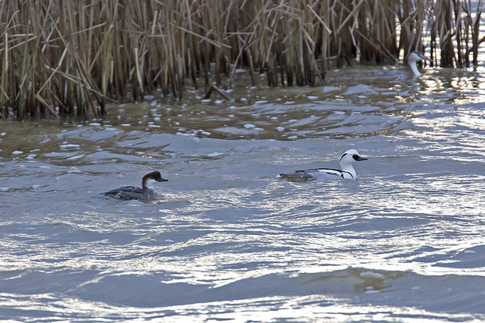 Smew