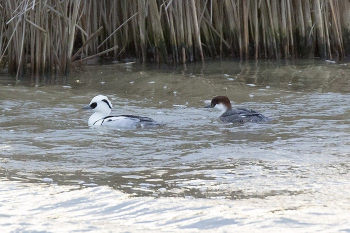 smew