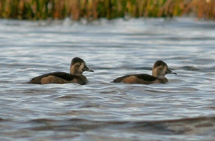 Ring-necked Duck