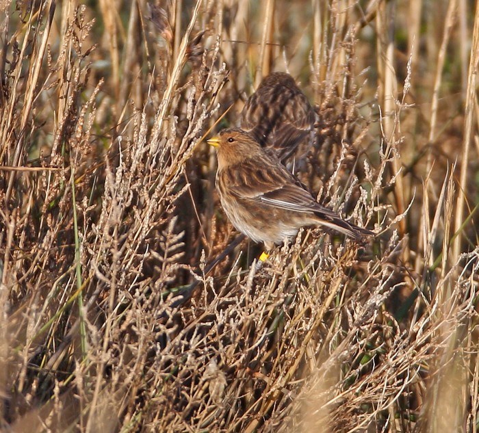Twite
