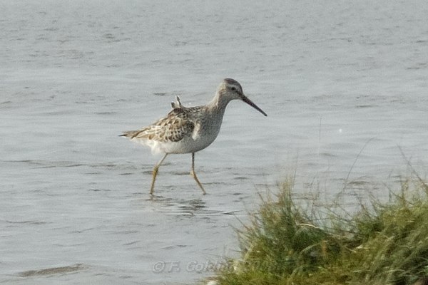 Stilt Sandpiper