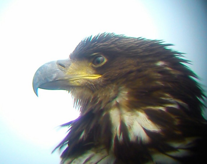 White-tailed Eagle