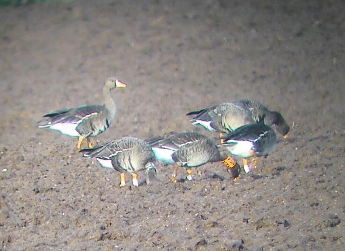 Greenland White-fronted Goose
